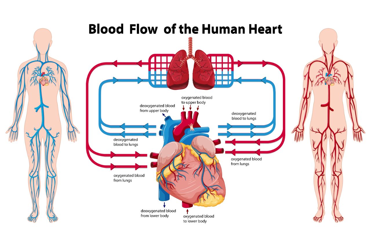 Diagram of the normal blood flow of the heart